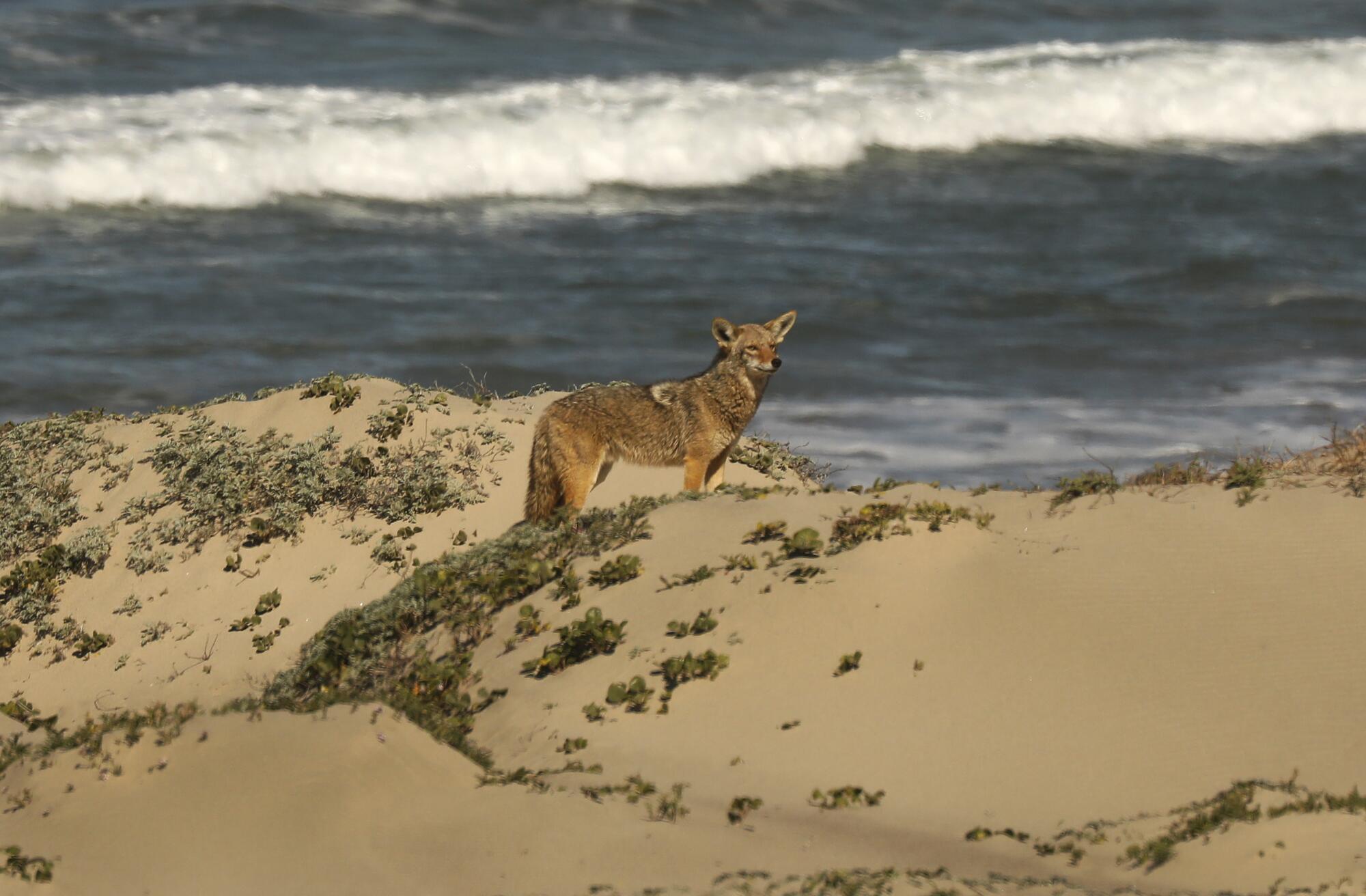 A coyote walks on sand dunes near the ocean.