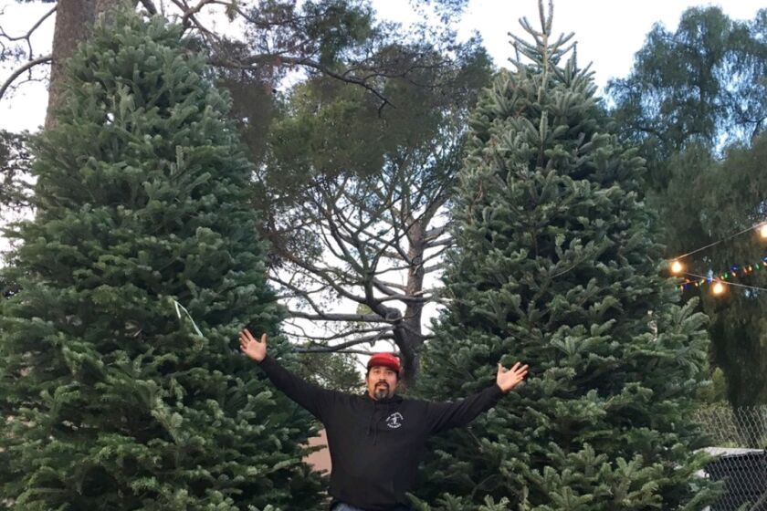 A man standfs  in  front of two Christmas trees with his arms spread wide