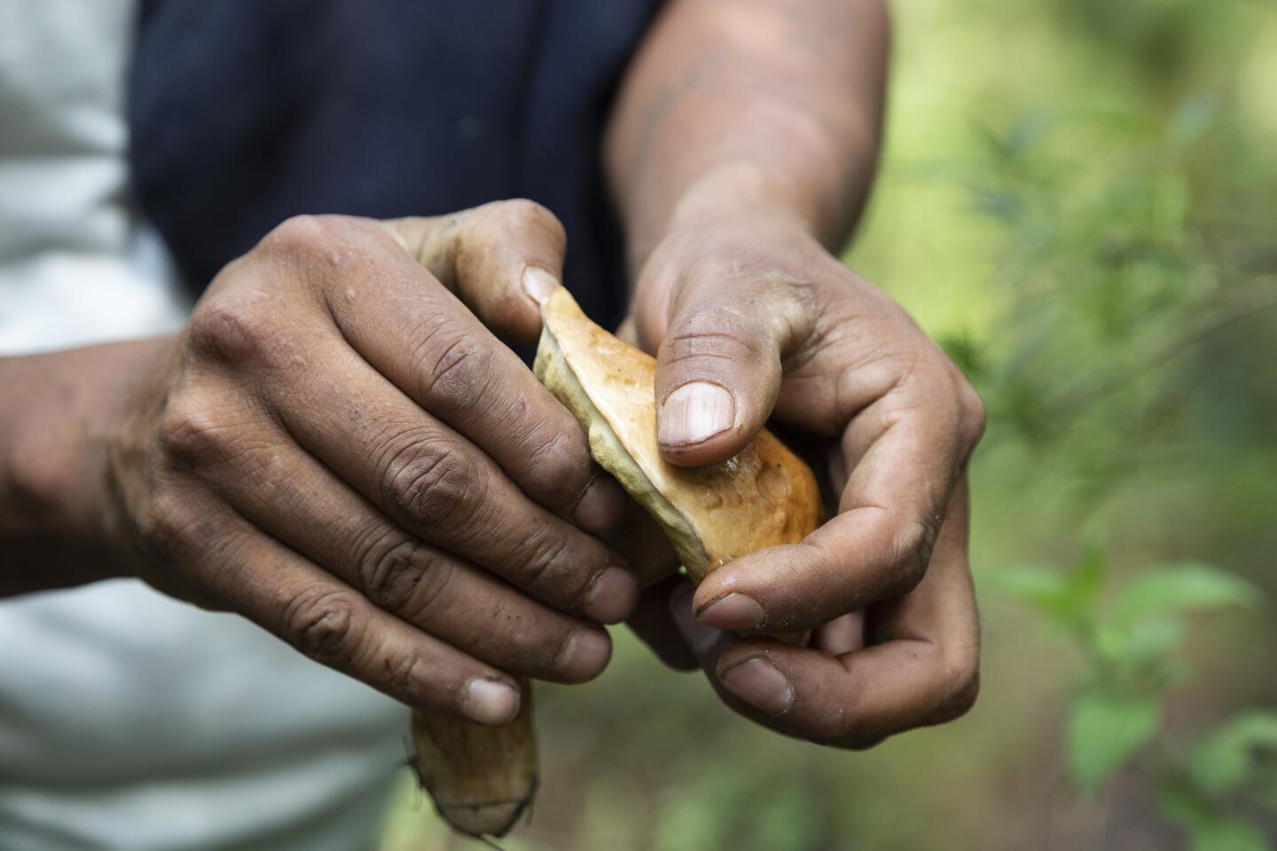 The "ox stomach" mushroom