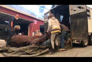 Injured horse rescued from Creek fire