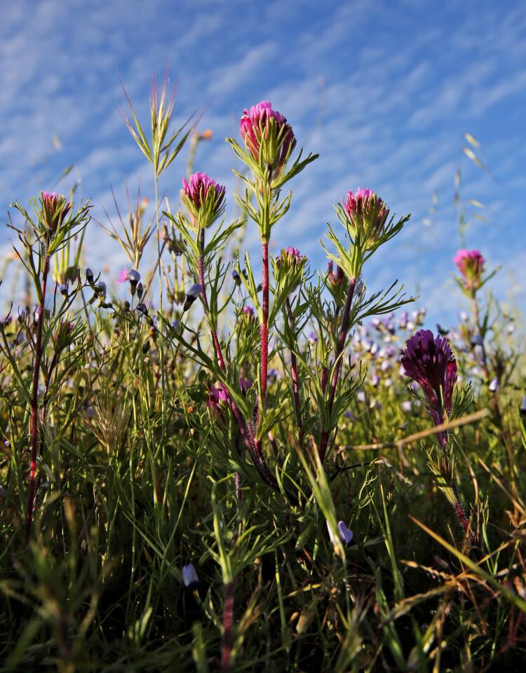 Wild flowers are abundant this Spring