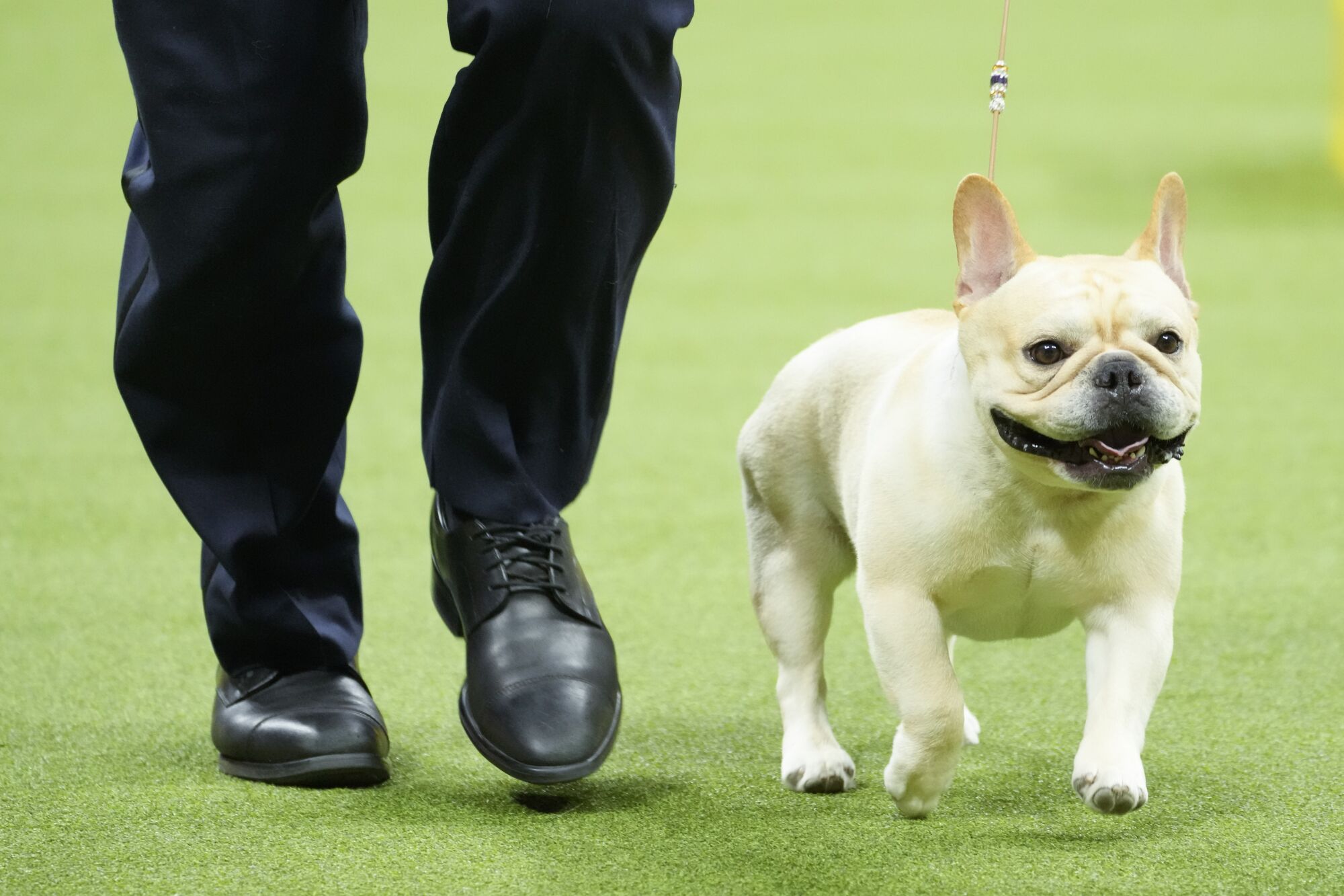 Buddy Holly wins top prize at Westminster dog show Los Angeles Times