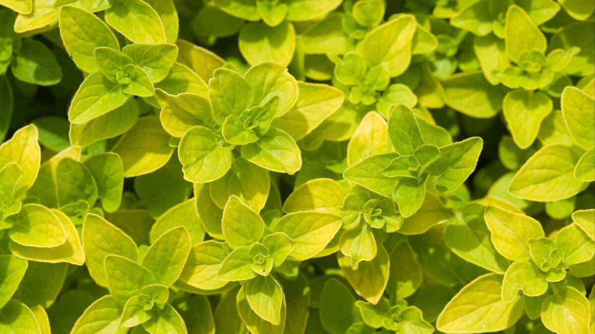 Golden Oregano foliage [Origanum vulgare 'Aureum']. Tennant L Fragrance Garden, Ferndale, WA. © Mark Turner ** OUTS - ELSENT, FPG, CM - OUTS * NM, PH, VA if sourced by CT, LA or MoD **