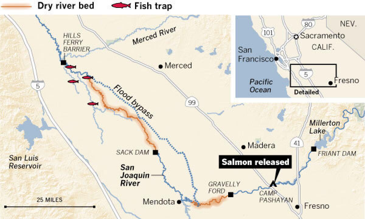 Last fall, salmon were trapped and trucked to an upper reach of the San Joaquin River that has been inaccessible to spawning salmon for more than 60 years. Water released from Friant Dam is helping restore some of the river¿s historic salmon runs.