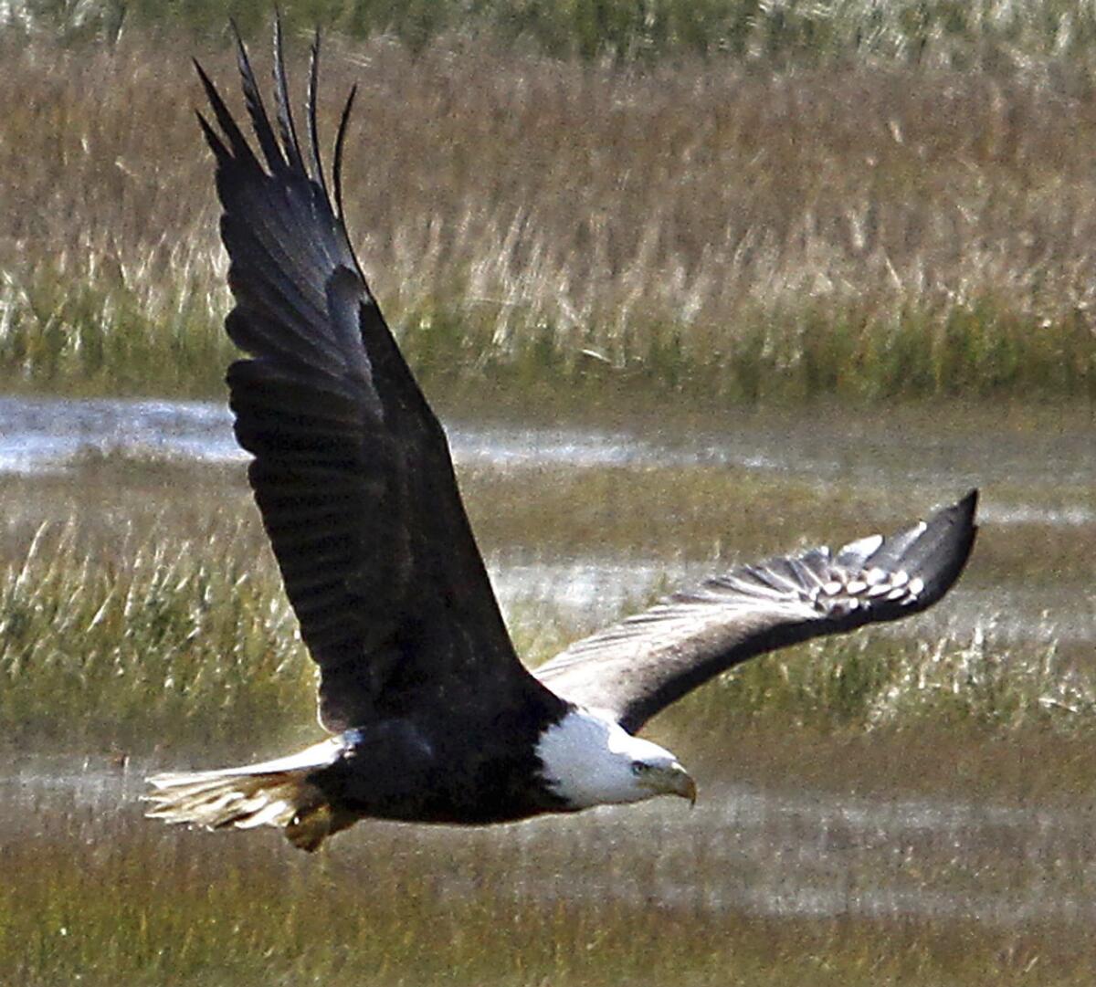 FILE - In this Nov. 1, 2011 file photo, a bald eagle soars over the marshes off North Wildwood Boulevard in the Grassy Sound section of Middle Township, N.J. (Dale Gerhard/The Press of Atlantic City via AP, file)