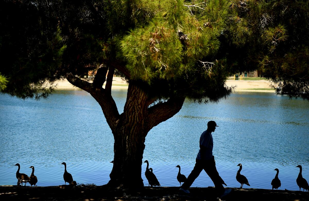 A man walks past ducks. 