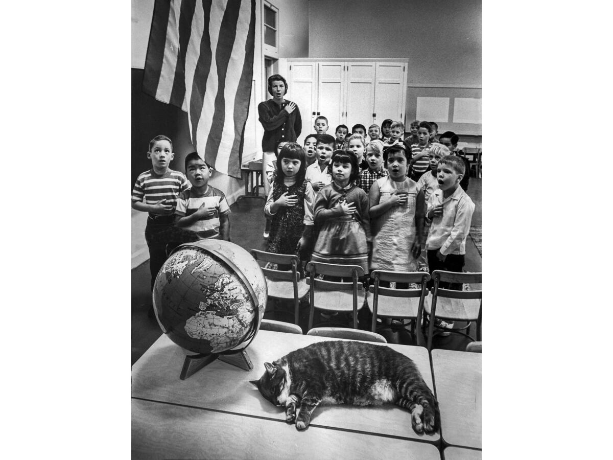 Sep. 14, 1964: The Elysian Heights Elementary mascot, "Room 8," catches a cat nap while a first grade class performs the flag salute.
