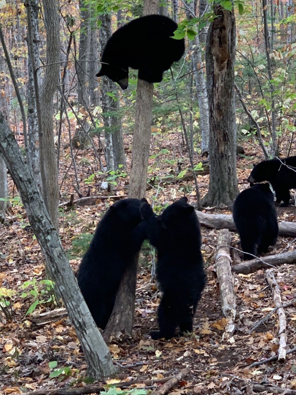 Black bear cubs interact at the Kilham Bear Center in Lyme, New Hampshire
