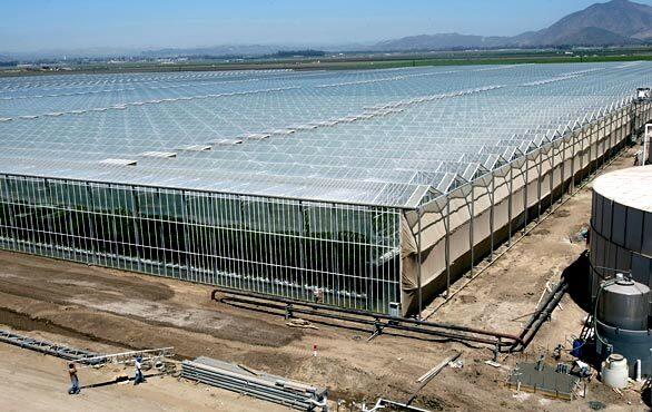 One of the hothouses at the Houweling Nurseries facility, which generates its own renewable power, captures rainwater and hosts its own bumblebees for pollination. The nurseries are on a coastal plain near Camarillo.