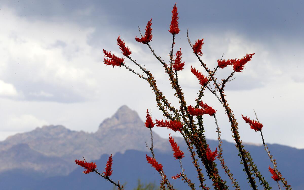 An ocotillo plant flowers on the desert floor beneath the craggy, 8,000-foot granite Baboquivari peak, "neck between two heads," in the Tohono O’odham Nation. (Luis Sinco / Los Angeles Times)