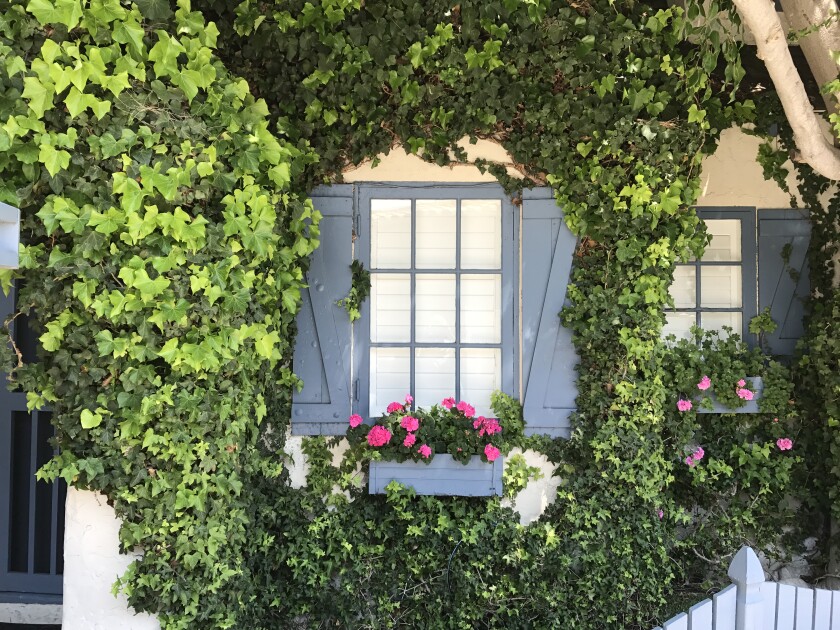 Windows are framed in ivy that grows on a wall and have flowerboxes filled with blooms.