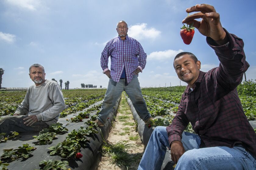 OXNARD, CA-APRIL 1, 2020: left to right-Cruz Carranza, 46, his father Javier, 61, and brother Flavio, 21, are photographed on a strawberry field that they grow the berries on at McGrath Family Farm in Oxnard. The Carranza family has been living and working at McGrath Family Farm, one of the oldest organic family farms in California, for 20 years, but it was only this year that they decided to plant strawberries on their own, within the farm. As peak season approaches for strawberries, the immigrant family from the state of Michoachan, Mexico are seeing dropping sales and fewer places to sell their berries because of the coronavirus outbreak. (Mel Melcon/Los Angeles Times)