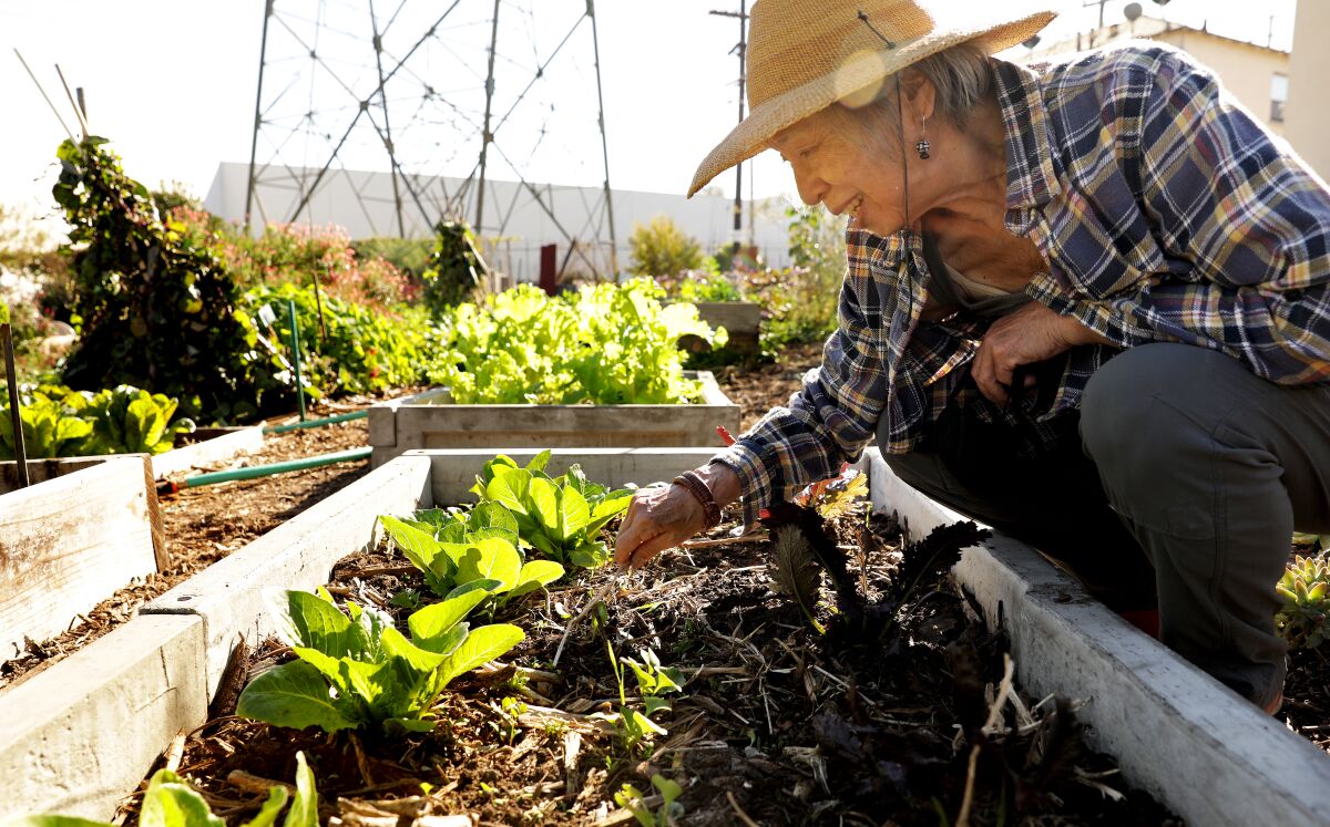 Florence Nishida checks on the lettuces at L.A. Green Grounds.