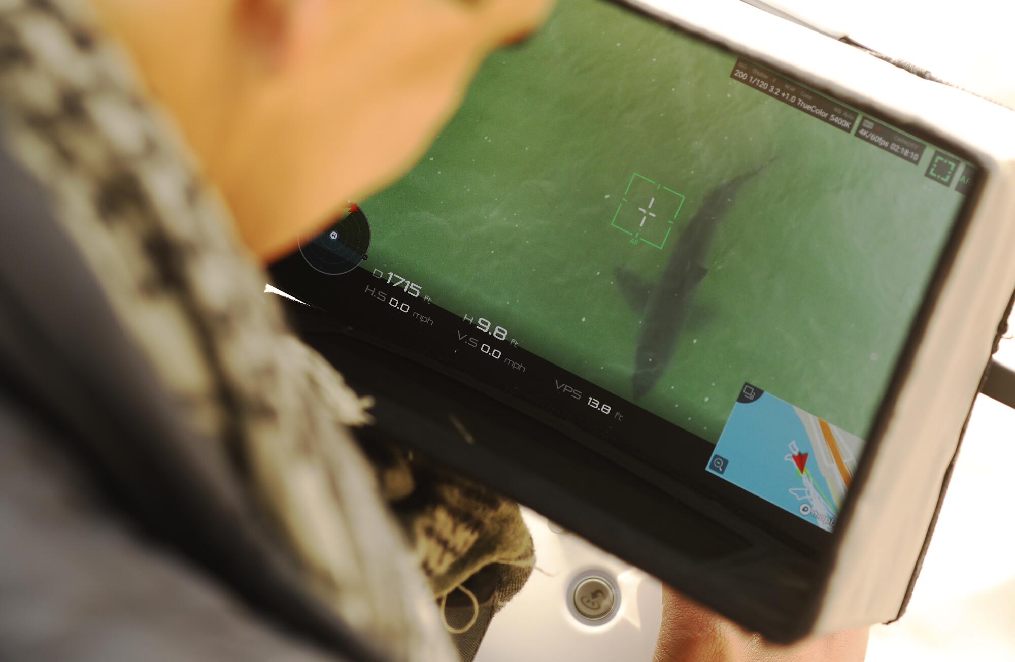Drone photographer Carlos Gauna views a great white shark on his monitor along the Santa Barbara County coast.