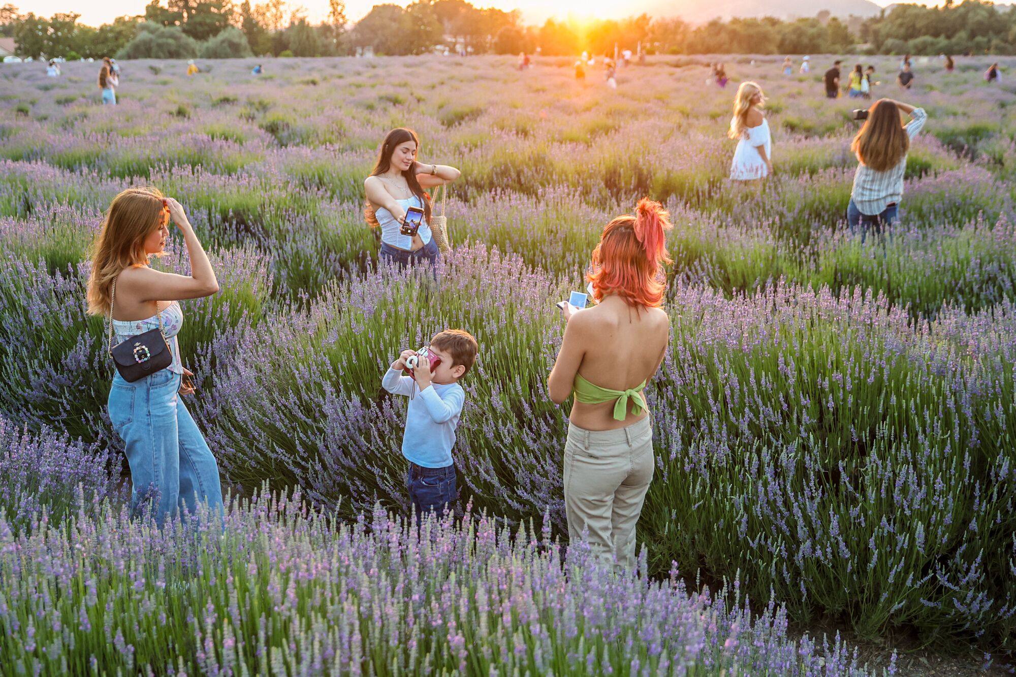 Women and a young boy taking pictures in a lavender field as the sun sets in the distance.