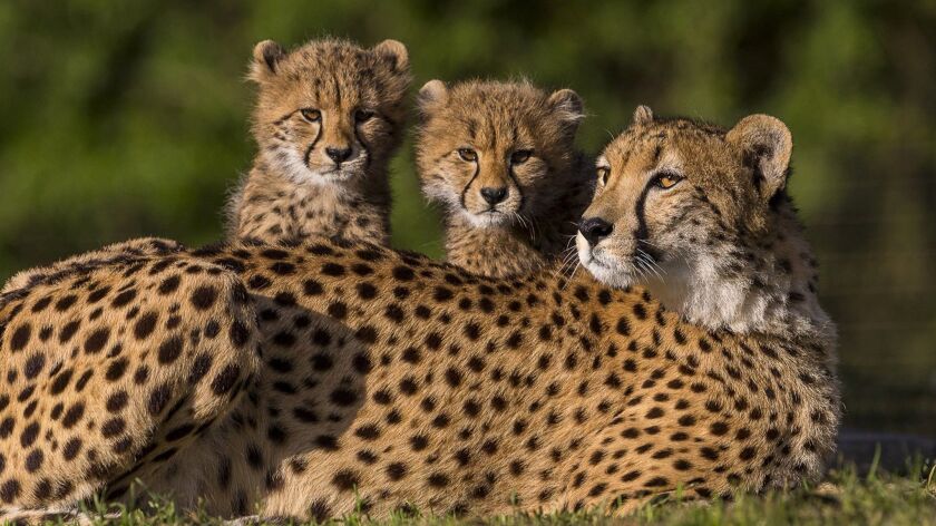 Cheetah mother Addison lounges with her cubs in this 2016 file photo, taken at the San Diego Zoo Safari Park.