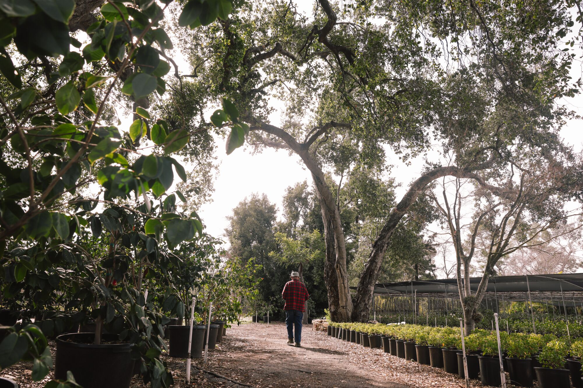 Tom Nuccio walks under a giant oak tree and a row of tall camellias at Nuccio's Nurseries.
