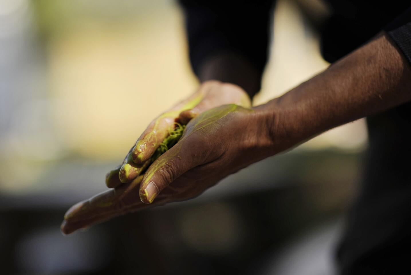 Foraging for food with Pascal Baudar