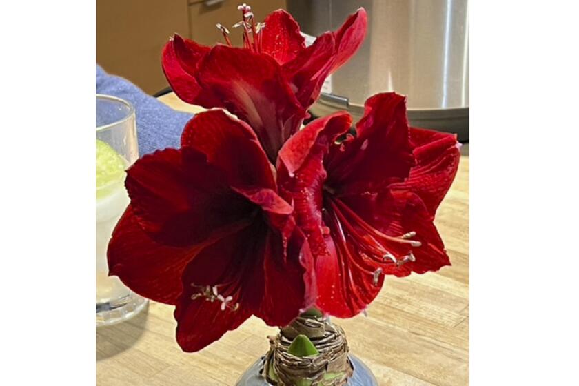 This image provided by Jeff Lowenfels shows an Amaryllis bulb in bloom on Saturday, Jan. 22, 2022, in Anchorage, Alaska. (Jeff Lowenfels via AP)