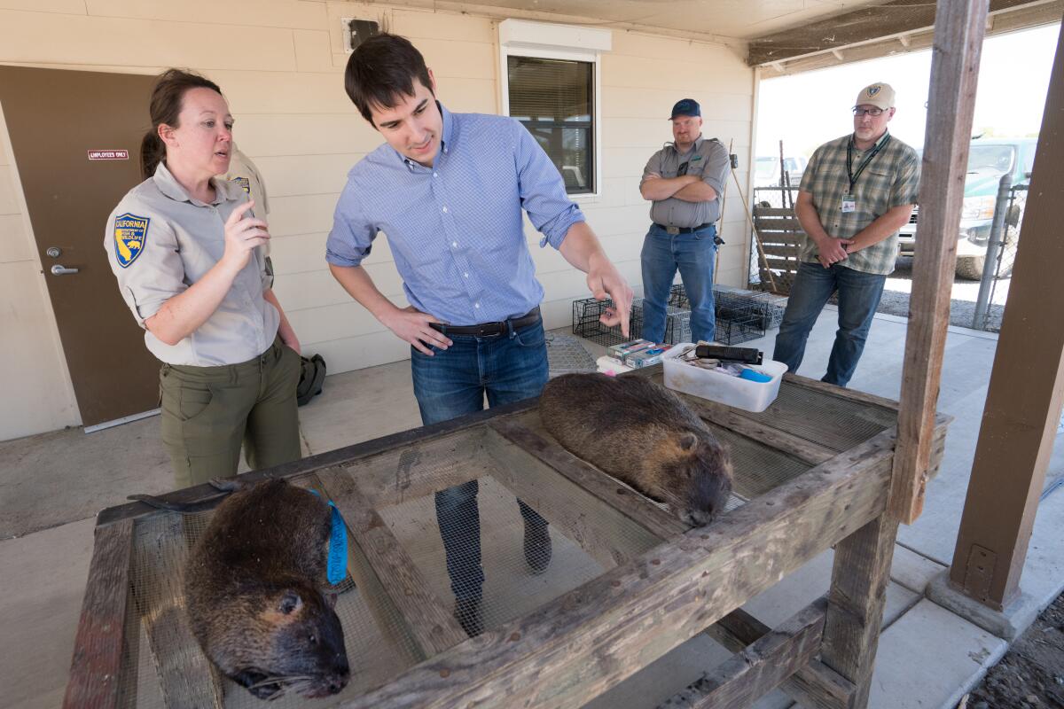 Rep. Josh Harder (D-Turlock) examines nutria trapped in the San Joaquin Valley