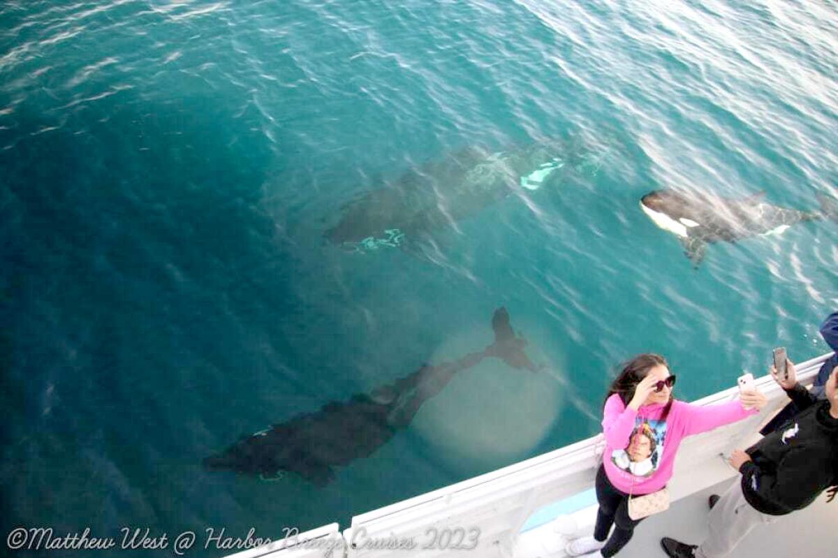 A woman in an "Elf" sweatshirt stands on a boat taking a photo of herself and orcas swimming by.