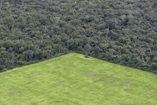 BELTERRA, PARA STATE, BRAZIL - 2020/05/14: Large estate land management in Amazon rain forest, interspersed patches of intact forets and deforested areas occupied with soy plantation. (Photo by Ricardo Beliel/Brazil Photos/LightRocket via Getty Images)