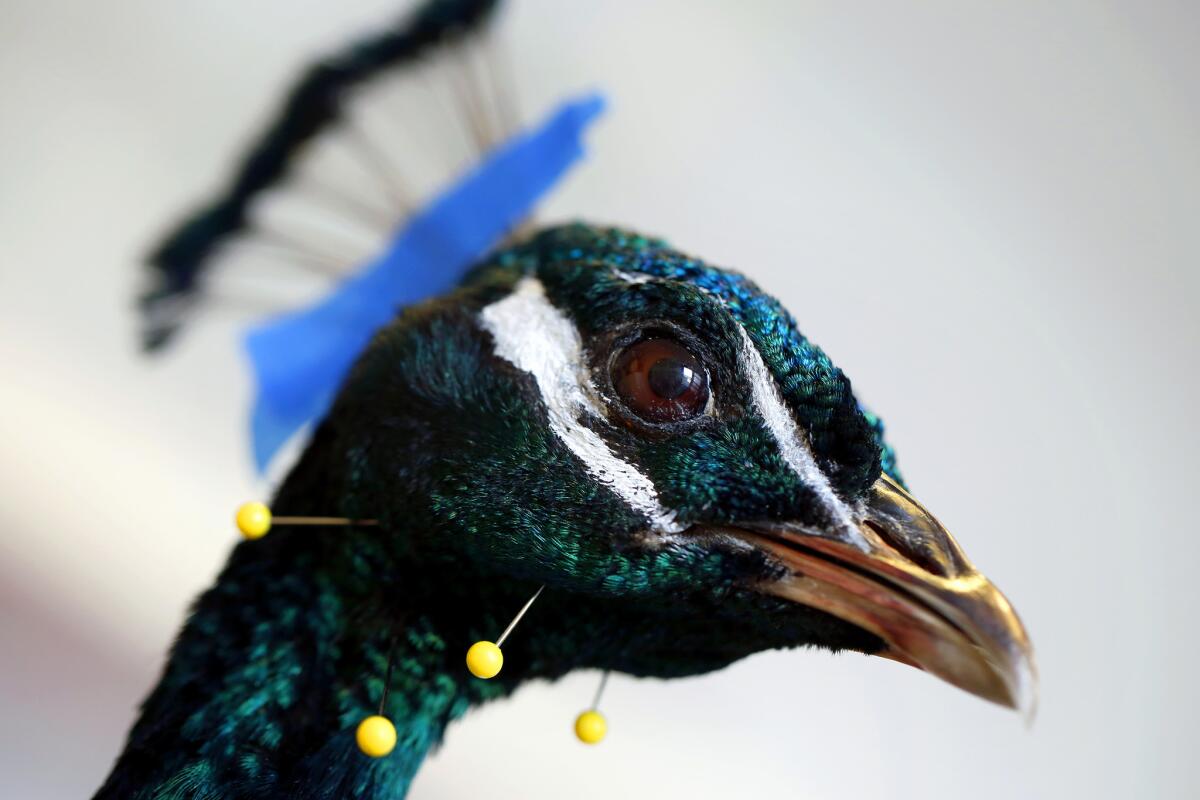 A detail of a peacock "in process" at Prey Taxidermy in Los Angeles.