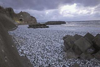 Sardines and mackerels are seen washed up on a beach in Hakodate, Hokkaido, northern Japan Thursday, Dec. 7, 2023. Thousands of tons of dead sardines have washed up on a beach in northern Japan for unknown reasons, officials said Friday. (Kyodo News via AP)