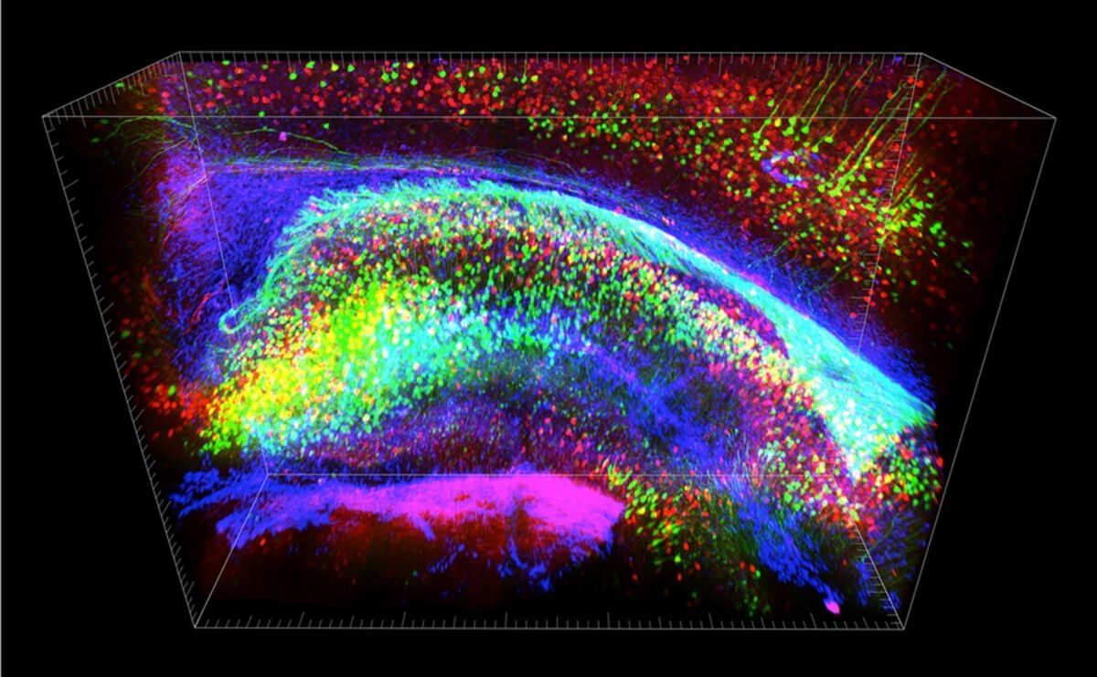A molecular analysis image of the hippocampus, a part of the brain important for generating memories. Researchers successfully implanted memories in the brains of mice by engineering cells in this part of the brain.