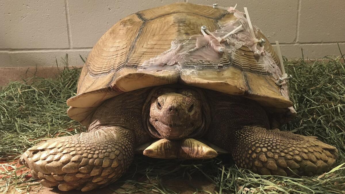 A wayward tortoise is recovering from a cracked shell after vets used screws, zip ties and denture material to repair it.