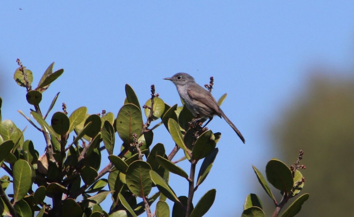 It's nesting season, so some shorebirds may be spreading out to beaches recently restricted to humans because of the coronavirus outbreak. Above, a California gnatcatcher.