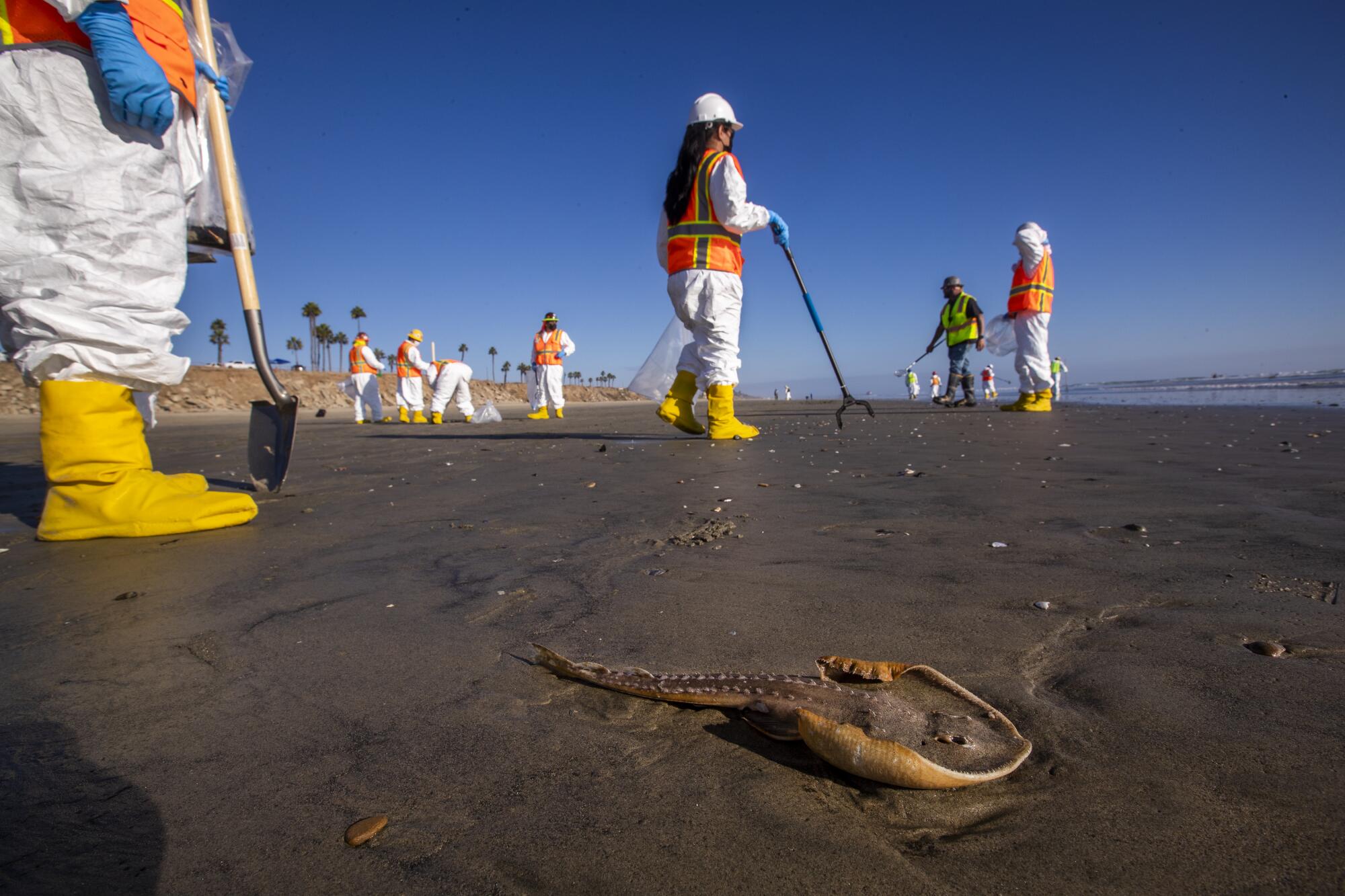 A dead bottom-dwelling creature known as a guitarfish awaits biologists for inspection in Huntington Beach.