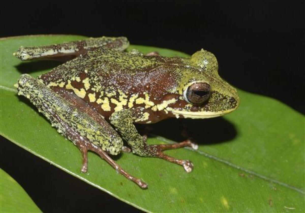  Daintree, Congo Basin: The largest rainforests in the world