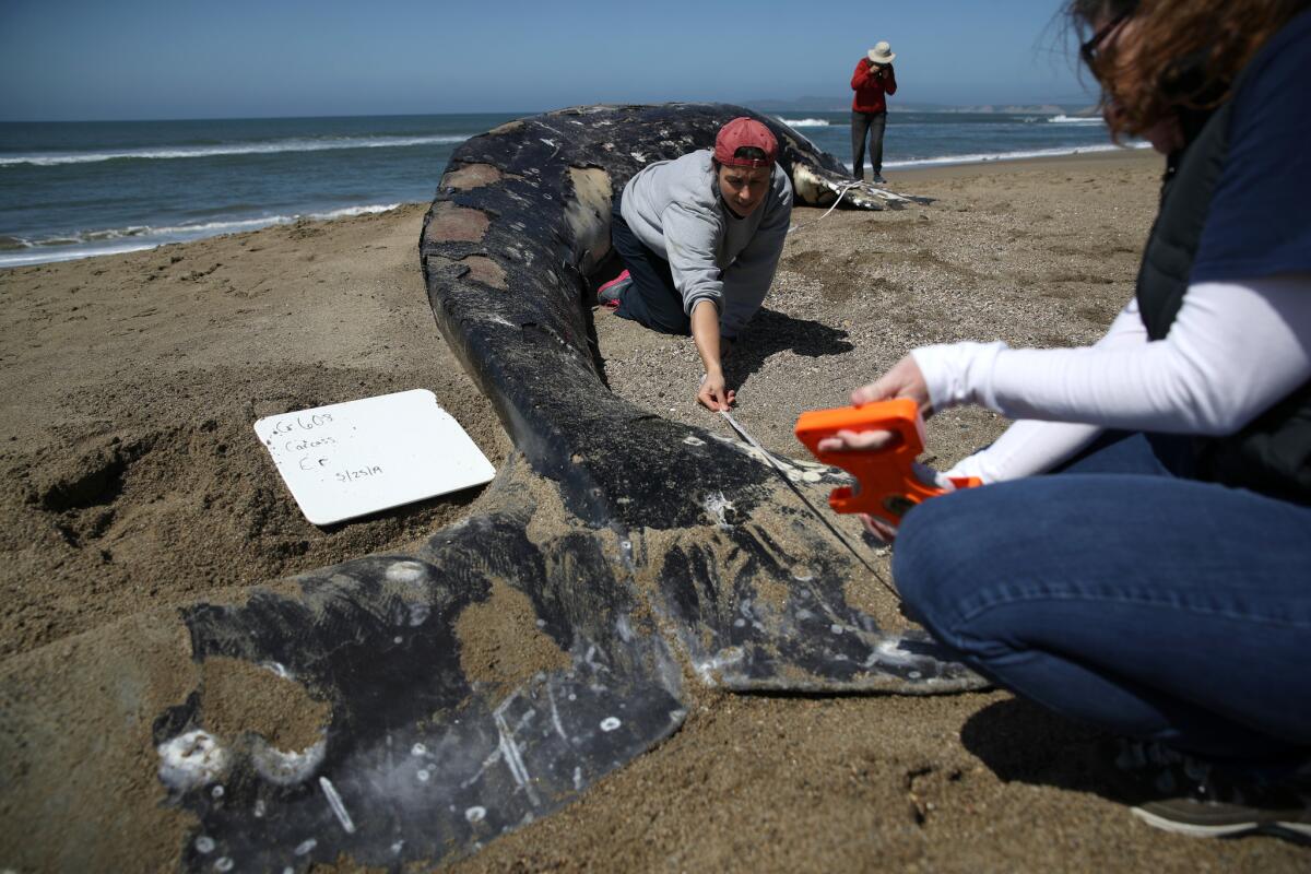Dozens of gray whales have been found dead along the Pacific coast between California and Washington since the beginning of the year, many exhibiting signs of malnutrition.