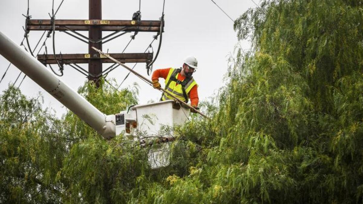 San Diego Gas & Electric worker trims a tree. 