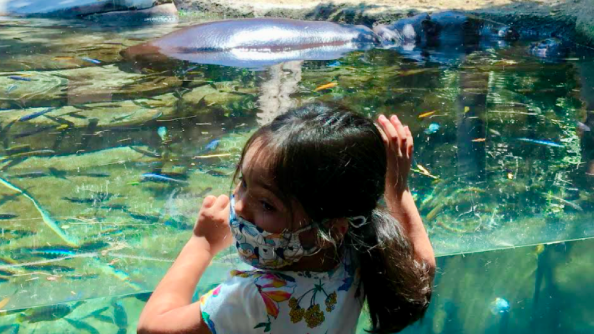 San Diego Zoo Drawing Crowds Again After 3 Month Shutdown Due To Covid 19 The San Diego Union Tribune