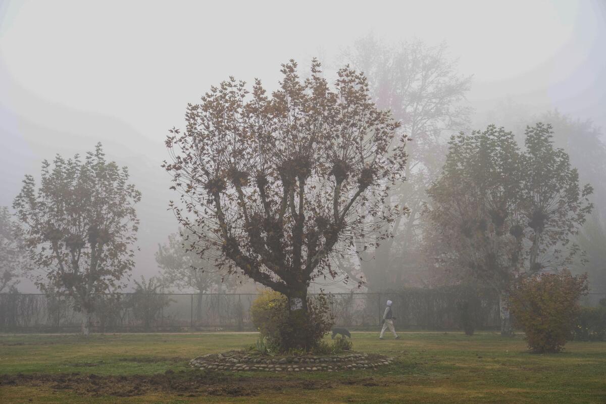 Man walking under trees in fog