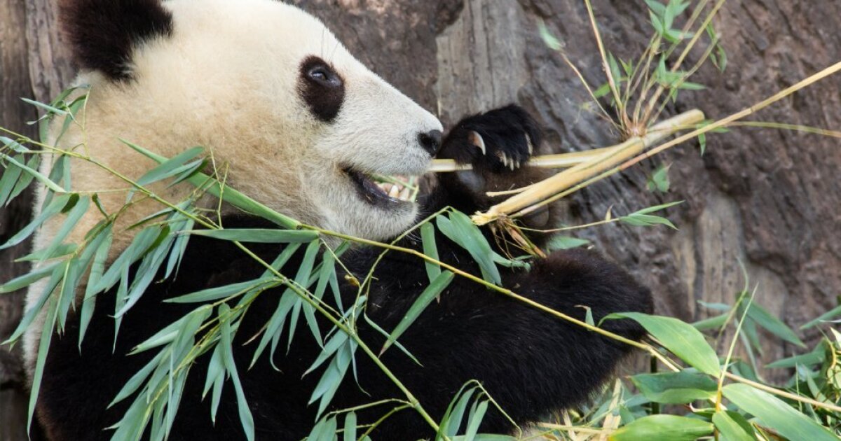 How Pandas May Be Eating Their Way To Extinction Los Angeles Times