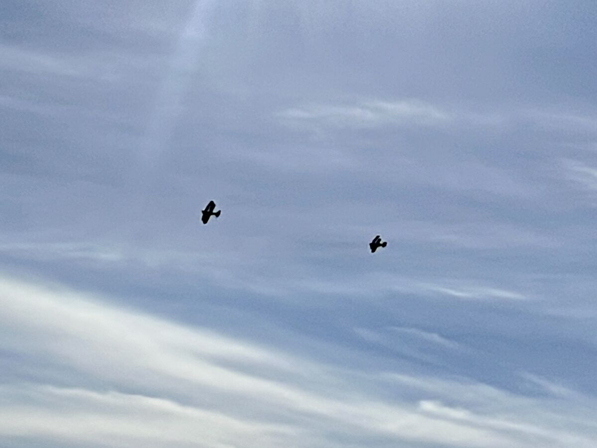 Two biplanes fly in salute over the Mount Soledad National Veterans Memorial in La Jolla on Jan. 18.