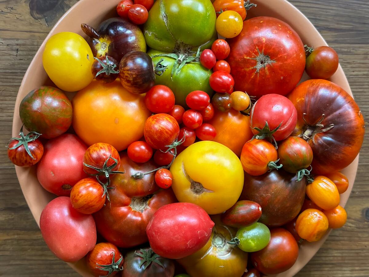 A bowl of tomatoes of every size and color — including green, yellow, purple and  bronze — grown from Tomatomania seedlings. 