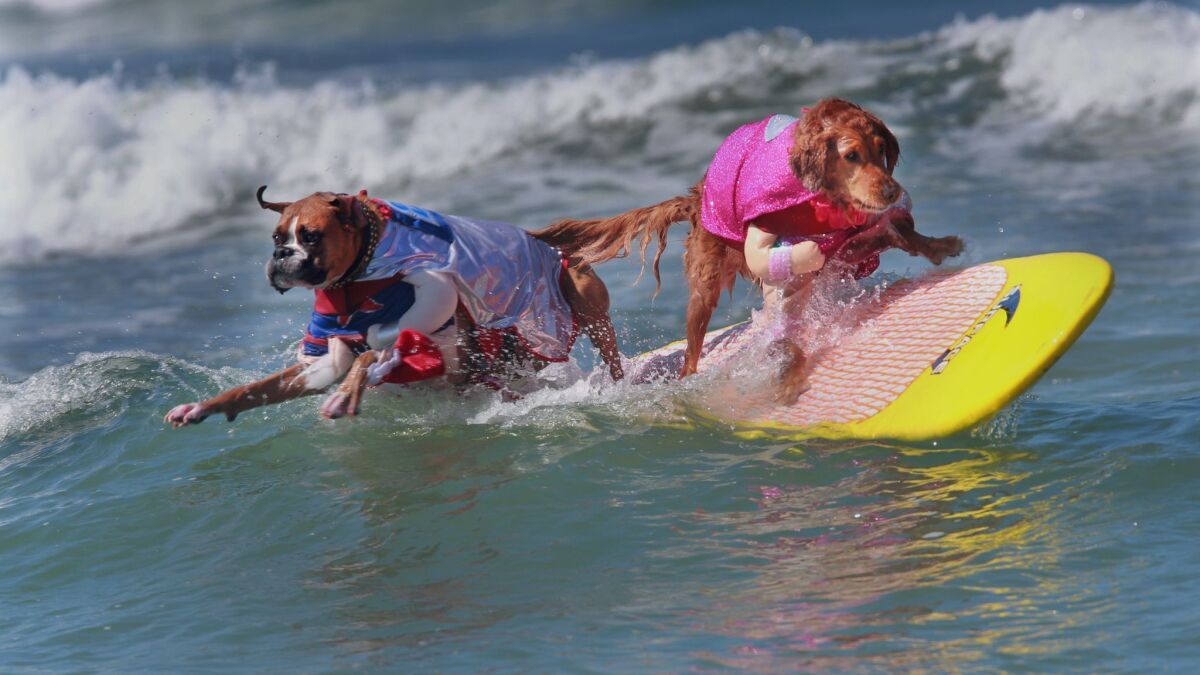More than 70 dogs will compete in Helen Woodward Animal Center's Surf Dog Surf-A-Thon on Sunday.