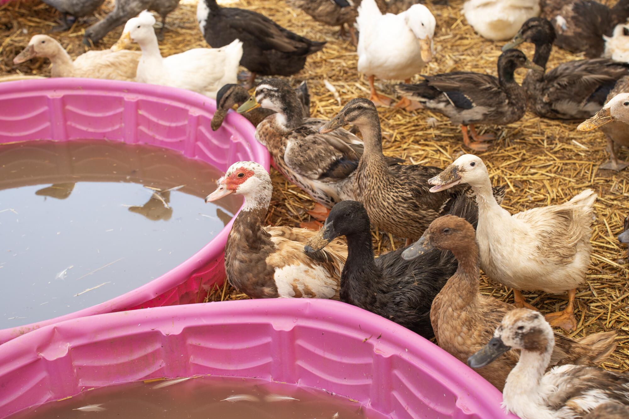 Waterfowl gather around a pair of kiddie pools.