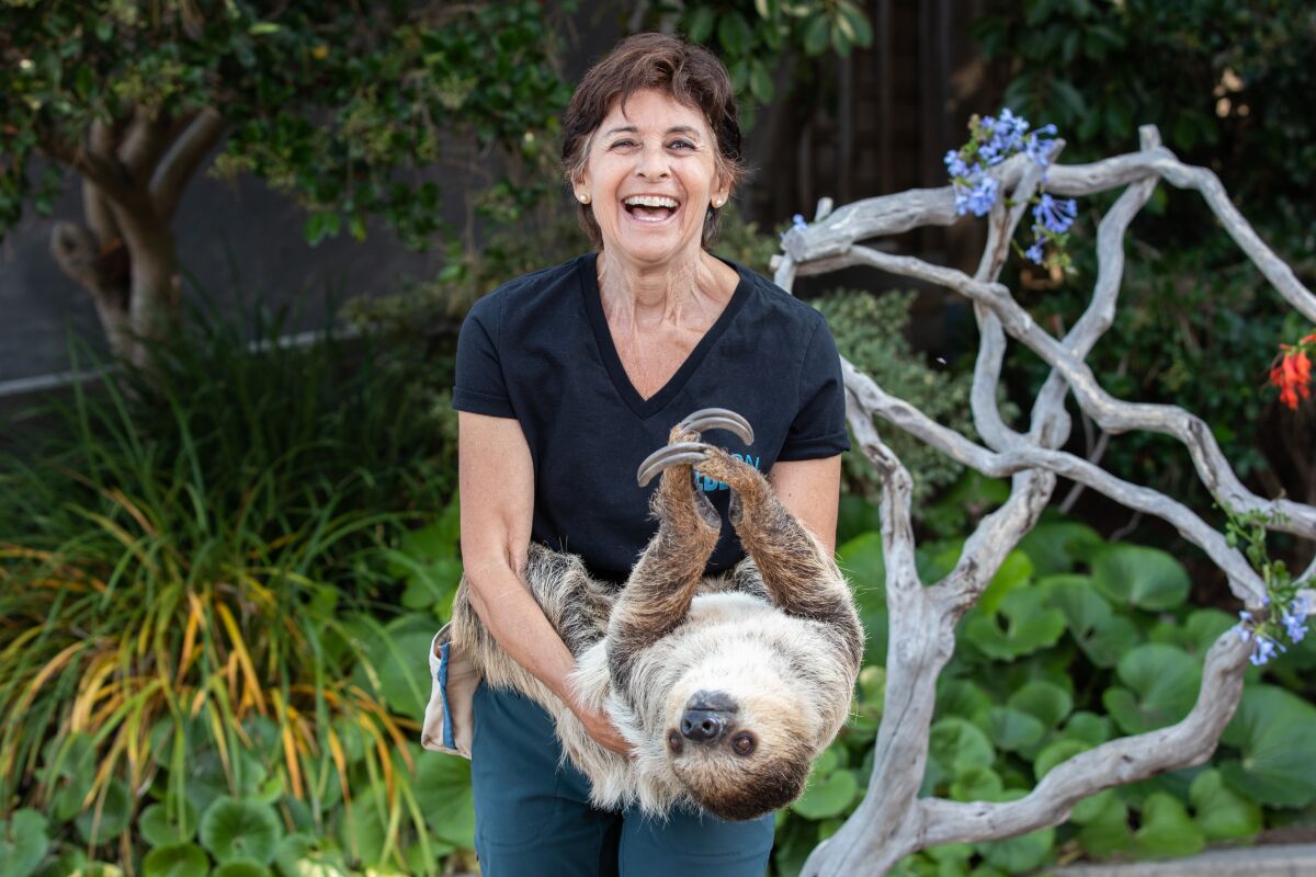Julie Scardina holds Tess, a 12-year-old a sloth 