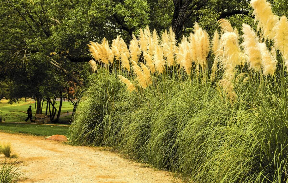 Pampas grass is among the invasives being targeted for removal from nurseries.