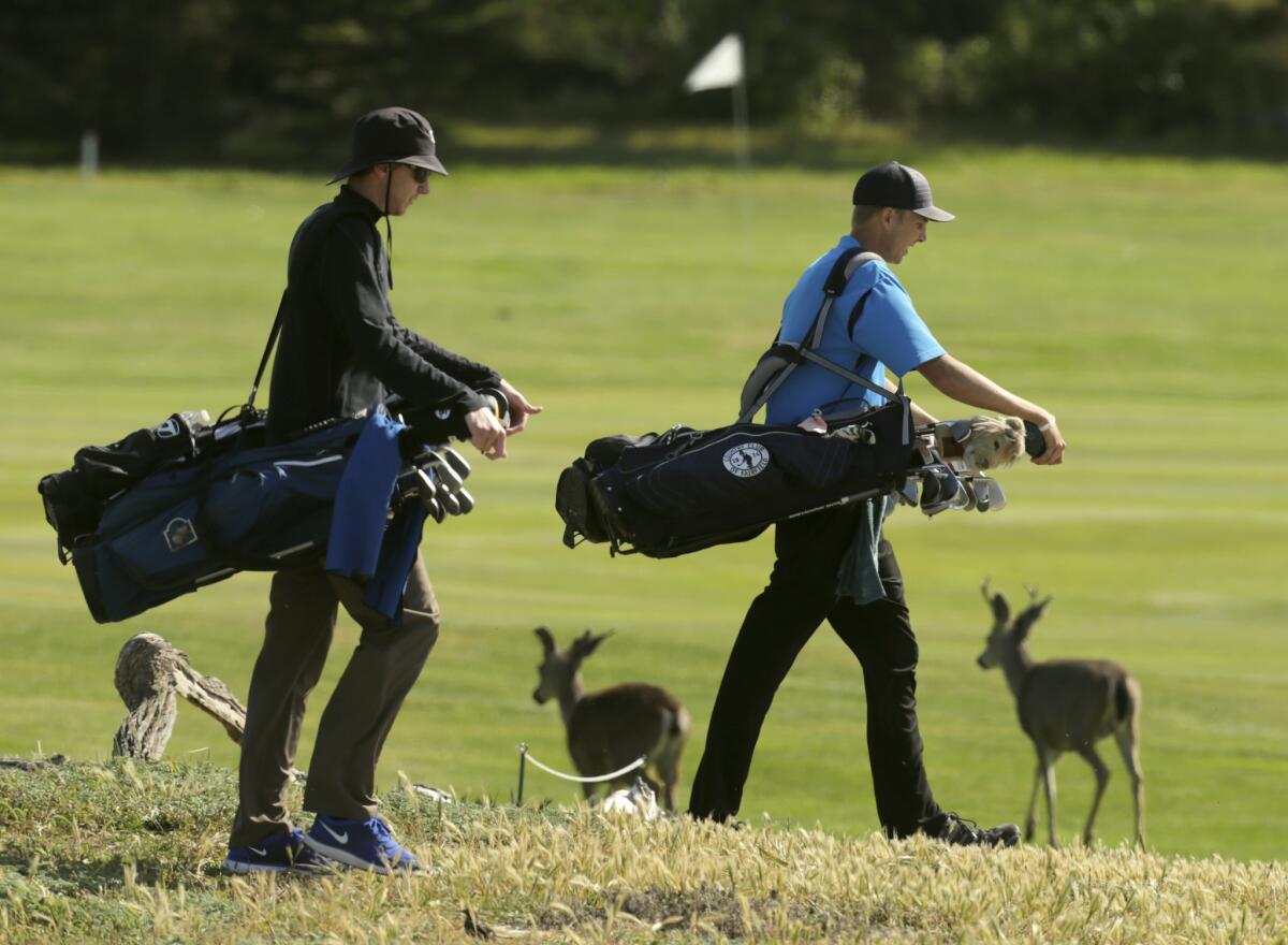 Golfers in Pebble Beach know they must share the links with the deer who roam freely on golf courses along the 17-mile drive. The resort's lodgings include the Inn at Spanish Bay.