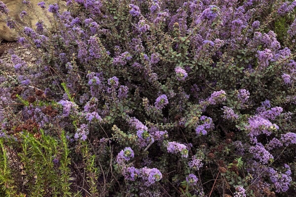 Valley violet mountain lilac (Ceanothus maritimus 'Valley Violet') is a wide, low-growing shrub.