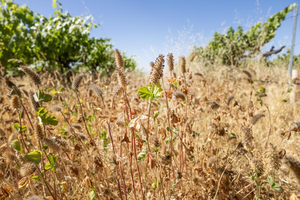 Cover crops grow in the rows among the grape vines at Amevive vineyard in Los Olivos.