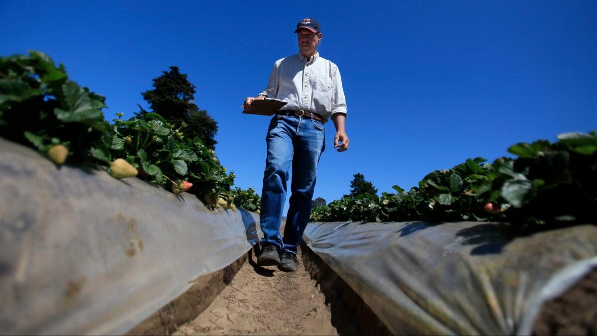 Strawberry breeder par-excellence Douglas Shaw, seen in 2014 when he was still a professor at UC Davis, strolls through strawberry fields in Watsonville.