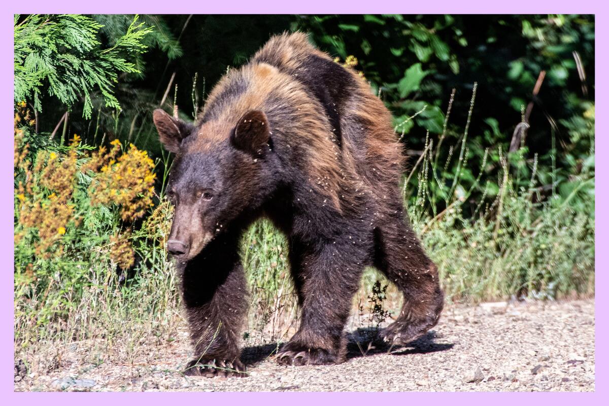 A smaller black bear trots along a path near the edge of a forest. 