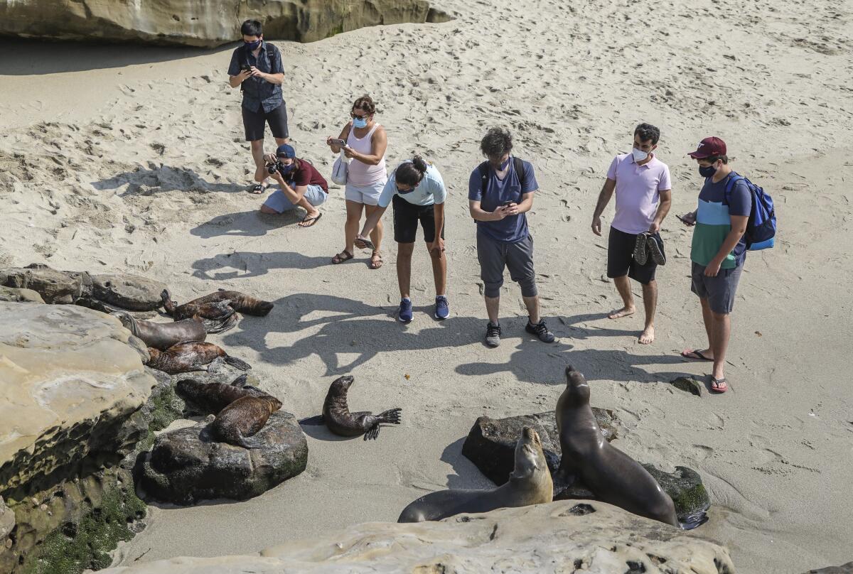 Beach-goers move in close to photograph sea lions and their pups at a rookery at Boomer Beach next to Point La Jolla.